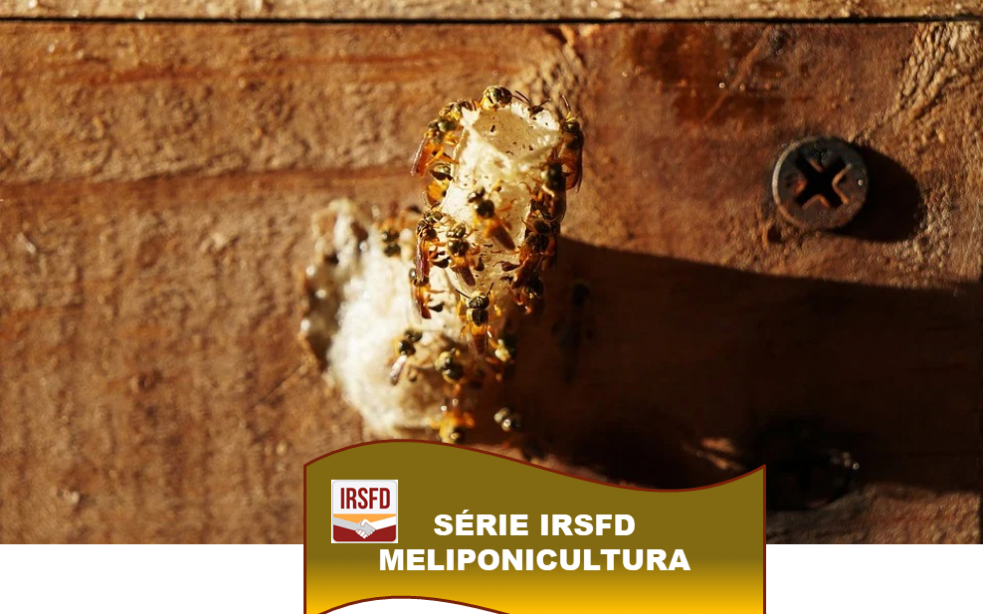 SÉRIE IRSFD – MELIPONICULTURA – Conheça a meliponicultura